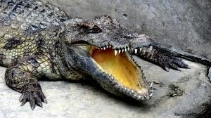 Crocodile
