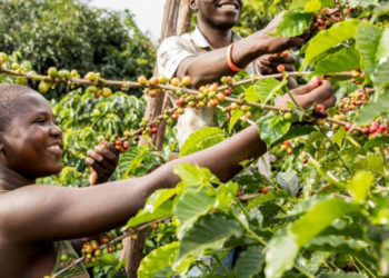 Coffee farmers advocate for valve addition policy