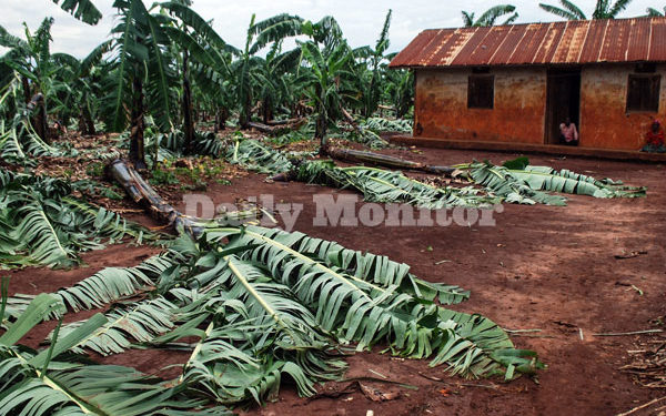 Weatherman warns of heavy rain this month