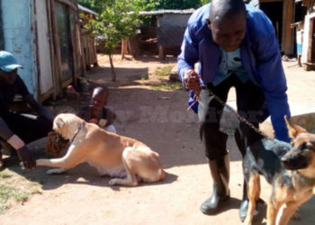 NDA starts dog vaccination campaign