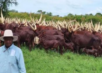 Presidential advisor on indigenous cattle speaks out on hefty salary