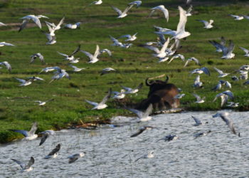 Ugandans asked to commit to biodiversity conservation in new year