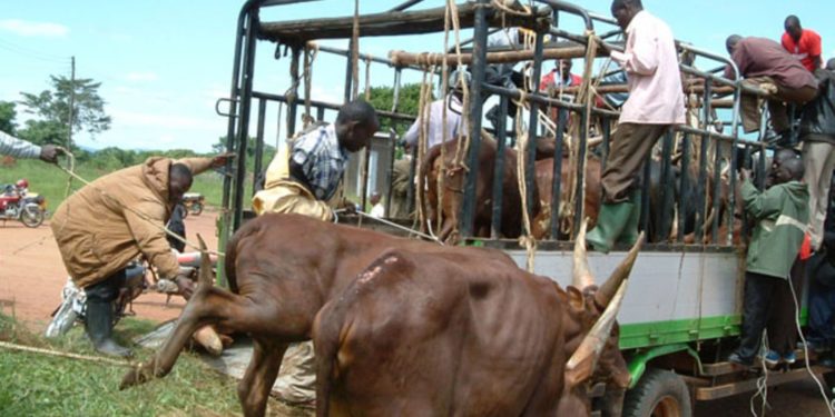 Security agencies ordered to implement ban on night movement of livestock