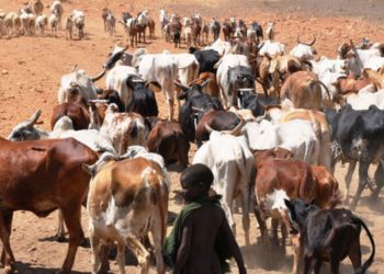 Bride price fueling cattle rustling in Karamoja – Report