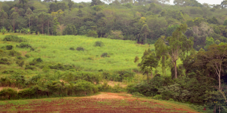 NEMA out to restore Mabira Forest as it marks Biodiversity Day   