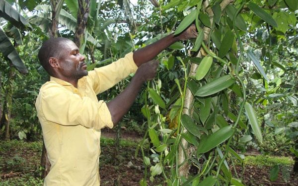 Global vanilla prices predicted to fall