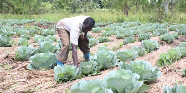 Climate‐smart agriculture is the way to go – Grain council