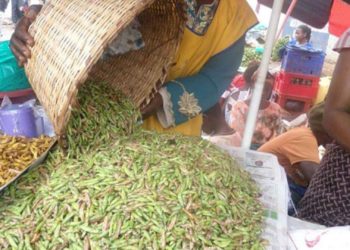 Grasshoppers from Ebola-affected districts are safe to eat – MoH
