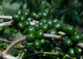 Farmers warned on harvesting unripe Coffee- RDC