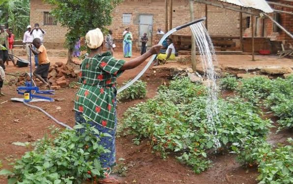 Youth urged to embrace agriculture to fight unemployment