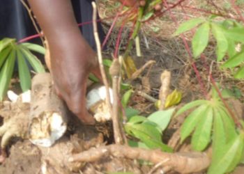 Brown streak disease attacks cassava gardens in Bukedea