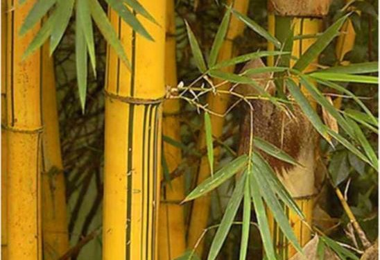 Chinese experts to grow bamboo in Uganda